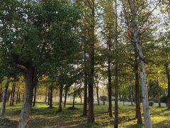 -上海长兴岛郊野公园