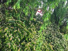 -三圣花乡旅游区