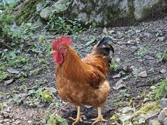 -洛阳白云山景区