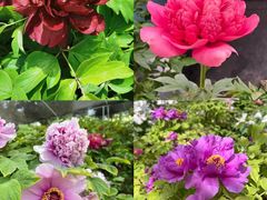 -洛阳郁金香牡丹园