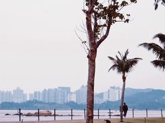 -野狸岛