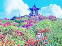-贵州百里杜鹃风景名胜区
