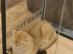 -袖虎·猫馆(体育西路店)