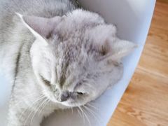 -李小姐の猫咖啡馆(五角场店)