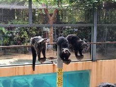 -清迈夜间动物园