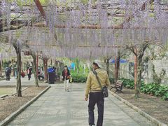 -嘉定紫藤园