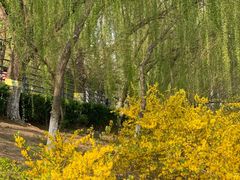 -大兴滨河森林公园