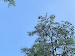 -松山湖南湖湾露营营地