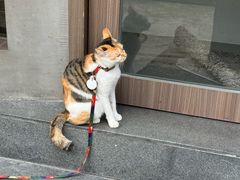 -Again Coffee Roaster(香蜜湖店)