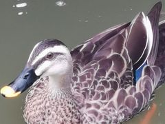 -海珠湖公园