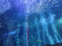 -洛阳龙门海洋馆