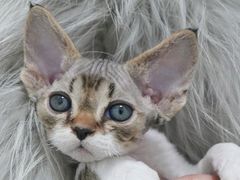 -山宅一喵德文卷毛猫舍
