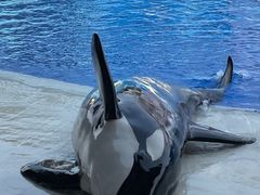 -上海海昌海洋公园