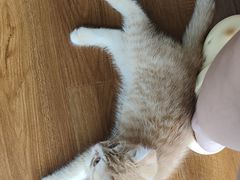 -瑞派名望志远动物医院·猫科·內科·异宠专科(直港大道店)