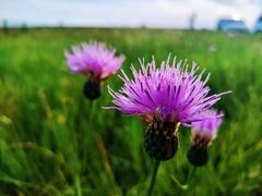 -呼和诺尔旅游景区