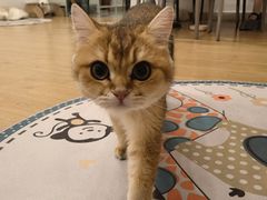 -有喵·猫咖·狗咖·30几只猫10只小狗(岗厦店)