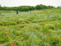 -上海滨江森林公园