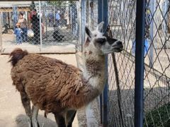 -长白岛森林公园