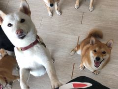 -柴犬高等学院·狗咖·柴犬售卖·宠物训练