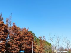 -上海长兴岛郊野公园