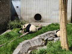 -卧龙中华大熊猫苑神树坪基地
