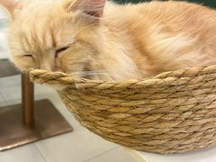 -安格丽娜·狗咖·猫咖羊驼咖(春熙路百盛商场店)