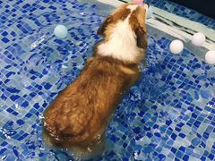 -BABYDOG宝贝狗宠物乐园(欧洲城店)