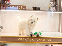 -翊宠yipet猫狗购宠庄园犬舍•猫舍