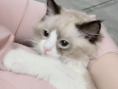 -瑞派紫金宠物医院24小时·骨科·中兽医·重症转诊中心(番禺大石院)
