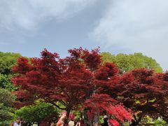-南京古林公园
