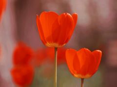 -哈尔滨文化公园