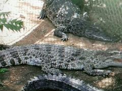 -石家庄市动物园