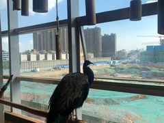-昆明大悦城未来动物城(螺蛳湾中心店)