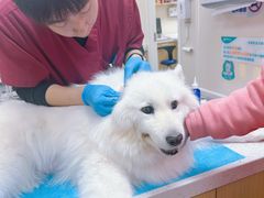 -美联众合爱康动物医院•复杂内科•肿瘤科•牙科•腔镜诊疗中心