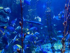 -太平洋海底世界