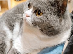 -滚猫咖啡·猫咖·猫友好撸猫(未来城店)