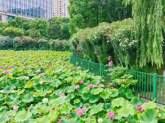 -黄兴公园