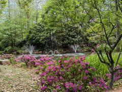 -上海共青森林公园