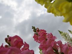 -径山花海