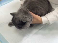 -顺强宠物诊所·狂犬免疫·夜诊·骨科(嘉定店)