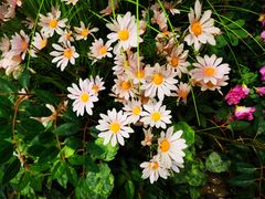 -第101座花园餐厅(湖滨88店)