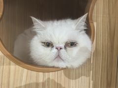 -PET WISH宠物愿望(BFC外滩金融中心店)