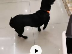 -汪小喵宠物·戴维斯乐芳希施宠馨宝皮毛调理洗护店