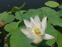 -东郊湿地公园