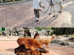 -灵玲国际马戏城