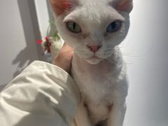 -琪喵猫屋·撸猫猫咖·猫舍