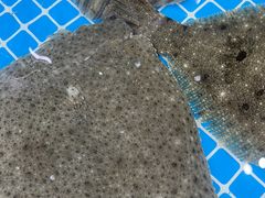 -必点蒸汽海鲜(止锚湾店)
