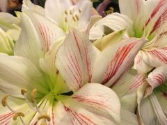 -静岸花卉园艺(三星坊店)