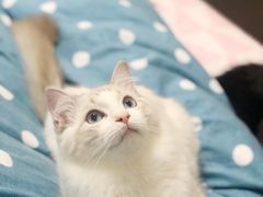 -Bastet sally猫舍购宠(静安店)