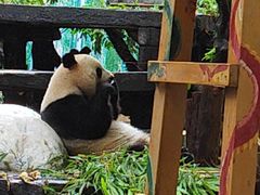-广州长隆野生动物世界